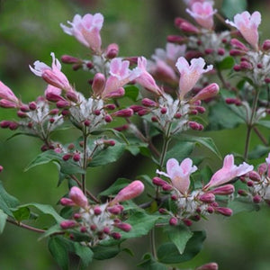 Egrow,Kolkwitzia,Seeds,Kolkwitzia,Plant,Kolkwitzia,Amabilis,Geaebn