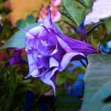 Egrow,Purple,Mandala,Seeds,Moonflower,Bonsai,Exotic,Fragrant,Flower,Garden,Plant