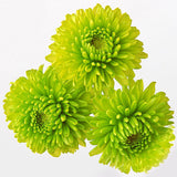 Egrow,Chrysanthemum,Seeds,Balcony,Potted,Green,Chrysanthemum,Flower,Garden,Beautiful,Potted,Plant,Bonsai