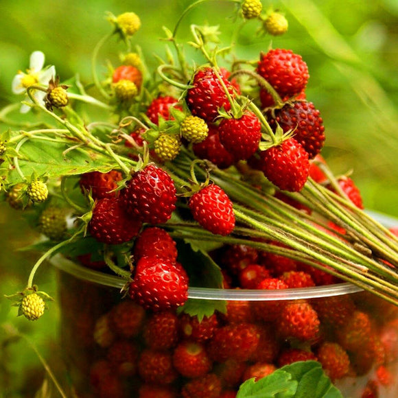Egrow,Alpine,Strawberry,Seeds,Perennial,Sweet,Fruit,Fragaria,Bonsai