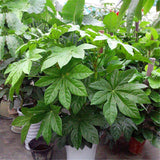 Egrow,Fatsia,Seeds,Ornamental,Plant,Fatsia,Japonica,Bonsai,Shrub