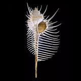 Natural,Murex,Pecten,Shell,Conch,Coral,Snail,Ornament,Decorations
