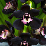 Egrow,Black,Cymbidium,Seeds,Unique,Black,Cymbidium,Faberi,Flower,Bonsai,Garden,Seeds