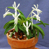 Egrow,Neofinetia,Falcata,Orchid,Seeds,Bonsai,Flower,Plants,Garden