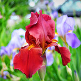 100pcs,Mixture,Colors,Flower,Seeds,Garden,Balcony,Perennial,Ornamental,Plant