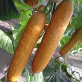 Egrow,Orange,Cucumber,Seeds,Fresh,Crisp,Vegetable,Fruit,Balcony,Garden,Planting