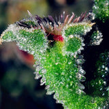 Egrow,Succulent,Plant,Seeds,Flowering,Mesembryanthemum,Crystallinum,Crystalline,Plant