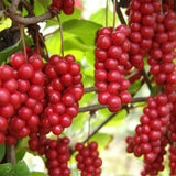 Egrow,Schisandra,Seeds,Chinese,Magnolia,Edible,Garden,Fruit,Plants