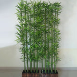Egrow,Chinese,Bamboo,Seeds,Phyllostachys,Heterocycla,Courtyard,Bamboo,Garden,Plant
