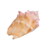 Shell,Conch,Natural,Coral,Ocean,Beach,Ornament,Craft,Decor