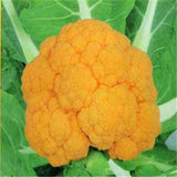 100PCS,Graffiti,Purple,Cauliflower,Seeds,Vegetable,Seeds,Bonsai,Edible