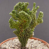 Egrow,Succulent,Cactus,Seeds,Crassula,Capitella,Pagoda,Succulent,Potted