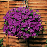 Egrow,Petunia,Seeds,Perennial,Bonsai,Indoor,Outdoor,Hanging,Decoration,Plants