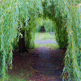 Egrow,Willow,Seeds,Potted,Willow,Bonsai,Plant,Salix,Babylonica,Green,Garden