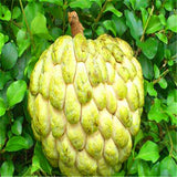 Egrow,Custard,Apple,Srikaya,Seeds,Bonsai,Soursop,Fruit,Graviola,Annona,Muricata,Plant,Sweet,Fruit,Sugar,Apple,Plant