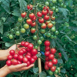 30pcs,British,Cherries,Tomato,Seeds,Garden,Plants