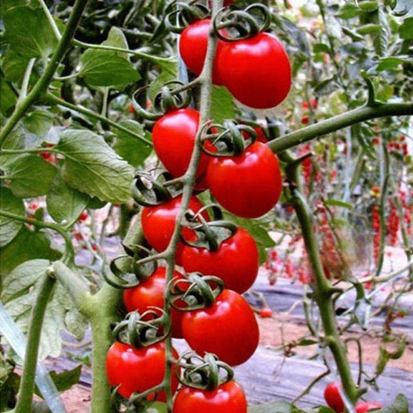 30pcs,British,Cherries,Tomato,Seeds,Garden,Plants