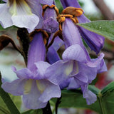 Egrow,Paulownia,Seeds,Green,Plants,Outdoor,Courtyard,Planting