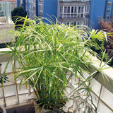 Egrow,Cyperus,Seeds,Cyperus,Alternifolius,Bonsai,Water,Aquatic,Pltion,Bonsai,Beauty,Hydroponics,Plant,Bonsai
