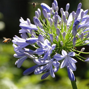 Purple,Clivia,Agapanthus,Africanus,Seeds