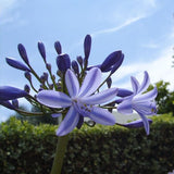 Purple,Clivia,Agapanthus,Africanus,Seeds