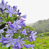 Purple,Clivia,Agapanthus,Africanus,Seeds