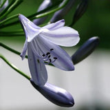 Purple,Clivia,Agapanthus,Africanus,Seeds
