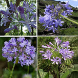 Purple,Clivia,Agapanthus,Africanus,Seeds