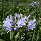 Purple,Clivia,Agapanthus,Africanus,Seeds