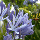 Purple,Clivia,Agapanthus,Africanus,Seeds