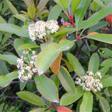 Egrow,Serrulata,Seeds,Photinia,Serrulata,Plant,Robin,Garden,Decoration