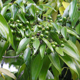 Egrow,Cinnamon,Seeds,Mixed,Bonsai,Evergreen,Garden,Plant