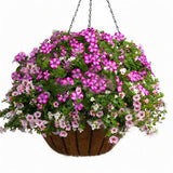 Egrow,Petunia,Seeds,Petunia,Plants,Hanging,Bonsai,Petunia,Beautiful,Flower,Seeds