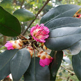 Egrow,Rhodoleia,Championii,Seeds,Rhodoleia,Championii,Flower,Seeds