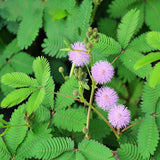 Egrow,Mimosa,Seeds,Garden,Courtyard,Bashful,Grass,Sensitive,Potted,Plants