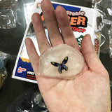 Insect,Amber,Science,Education,Experiment,Amber,Students,Handmade,Craft,Prehistorical