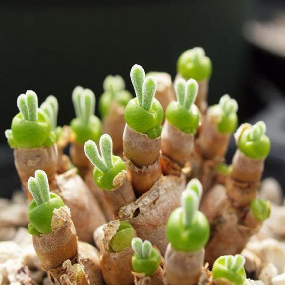 10pcs,Monilaria,Obconica,Succulent,Plants,Seeds,Garden,Aizoaceae,Perennial