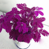 Egrow,Mimosa,Seeds,Garden,Courtyard,Bashful,Grass,Sensitive,Potted,Plants