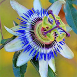 Egrow,Passiflora,Incarnata,Seeds,Garden,Plants,Passion,Fruit,Flower,Bonsai,Seeds