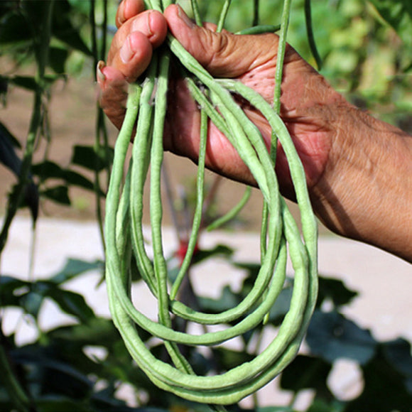 Cowpea,Carob,Ginger,Beans,Hanging,Vegetable,Garden,Seeds