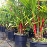 Egrow,Colorful,Seeds,Bonsai,Bamboo,Seeds,Garden,Seeds