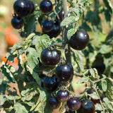 20Pcs,Purple,Tomato,Seeds,Cherry,Tomatoes,Balcony,Bonsai,Organic,Fruits,Cherry,Garden,Seeds