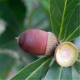 Egrow,Glauca,Seeds,Chinese,Glauca,Cyclobalanopsis,Glauca
