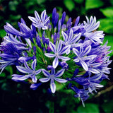 Egrow,Agapanthus,Seeds,Agapanthus,Africanus,Bonsai,Garden,Flower,Drought,Tolerant