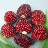 Egrow,Jackfruit,Strawberry,Seeds,Garden,Plants,Fruit,Seeds