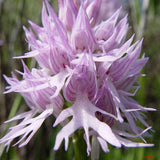 20Pcs,Naked,Orchid,Garden,Magic,Seeds,Orchis,italica,Office,Potted,Plants