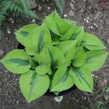 Egrow,100Pcs,Hosta,Plants,Seeds,Garden,Perennial,Green,Plants,Plantain,Flower,Seeds,Mixed,Color