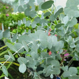 Egrow,Eucalyptus,Seeds,Silver,Dollar,Eucalyptus,Cinerea