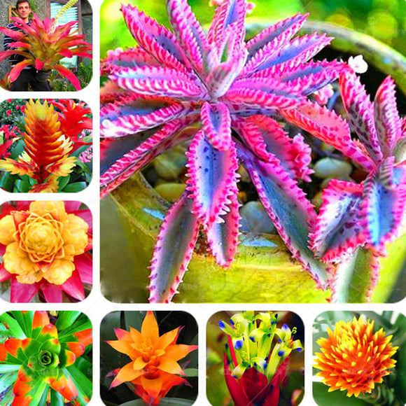 Egrow,Bromeliad,Cactus,Seeds,Bromeliad,Cactus,Colorful,Flower,Courtyard,Succulent,Flower,Garden,Supplies