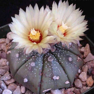 Egrow,Eriosyce,Senilis,Cactus,Seeds,Garden,Bonsai,Succulent,Flower,Seeds